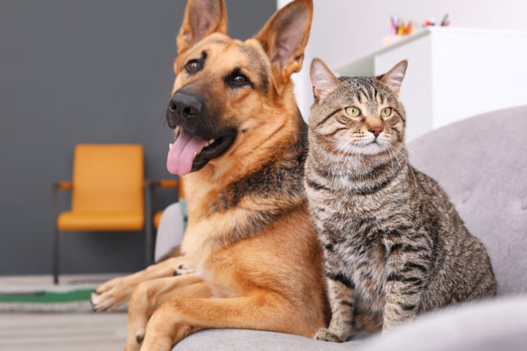 7 Ways to Prepare Your Dogs & Cats for Your Return to the Office