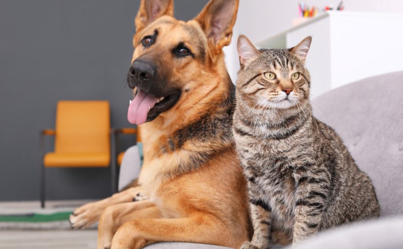 7 Ways to Prepare Your Dogs & Cats for Your Return to the Office