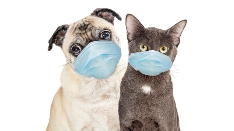 Can You Spread COVID-19 To Dogs & Cats?