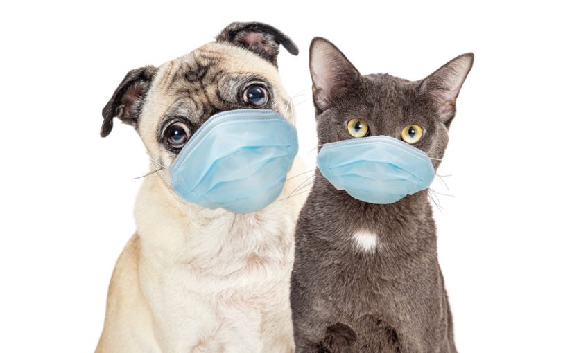 Can You Spread COVID-19 To Dogs & Cats?