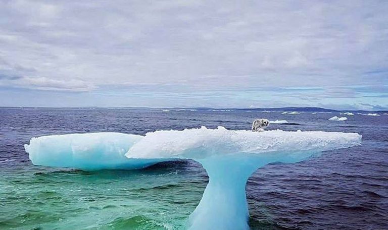 Fishermen Think They See a Seal On Iceberg, But Then Look Closer
