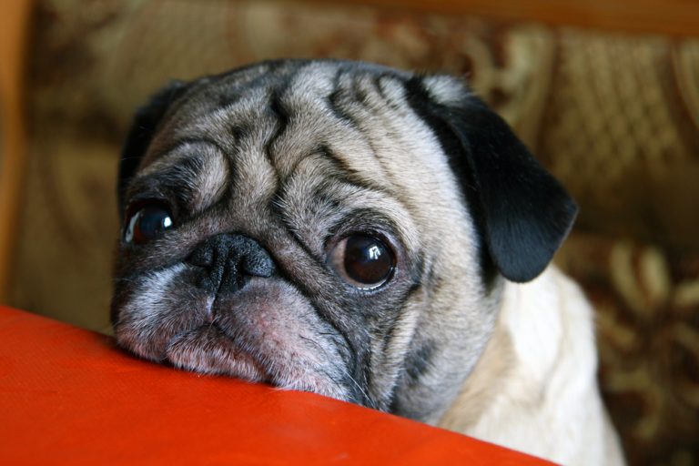 10 Warning Signs Your Dog Has Cancer