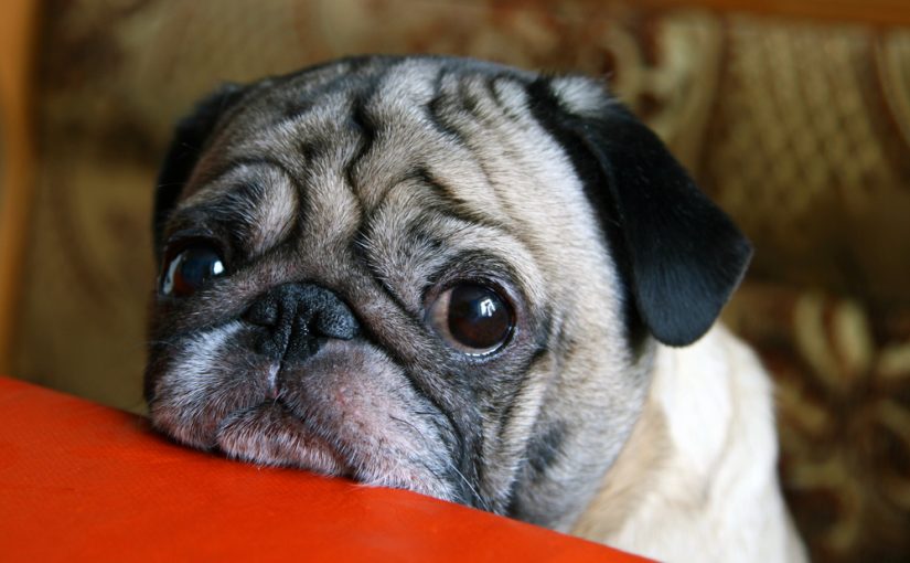 10 Warning Signs Your Dog Has Cancer