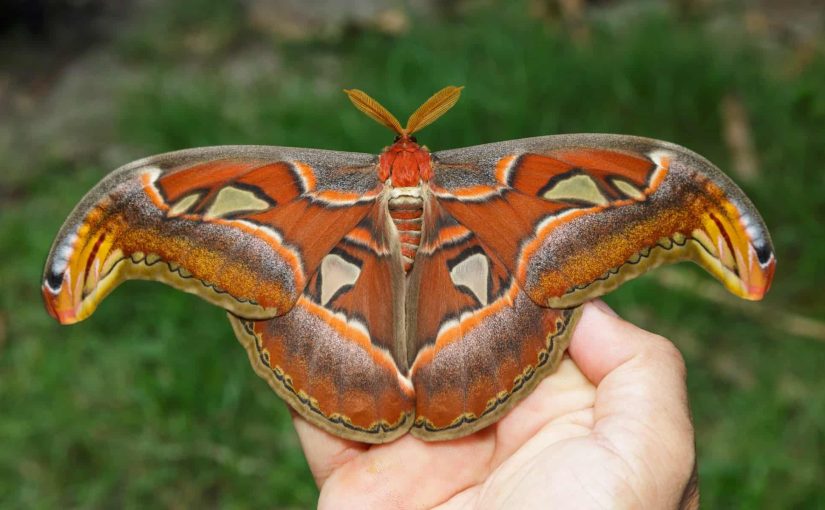 Think You’re Seeing Angry Snakes? Time To Take a Closer Look