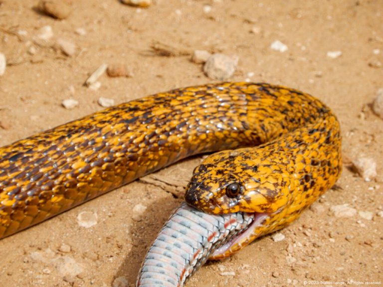 Nature’s Ouroboros? Watch This Cobra DEVOUR An Entire Snake