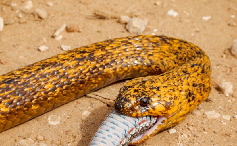 Nature’s Ouroboros? Watch This Cobra DEVOUR An Entire Snake