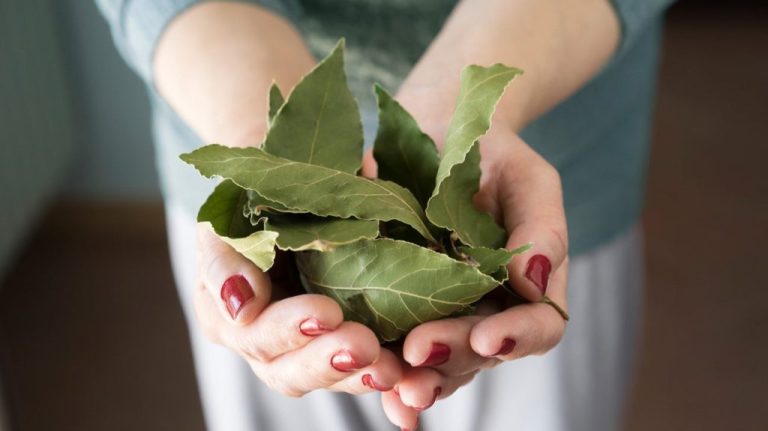 The Surprising Health Benefits of Burning Bay Leaves