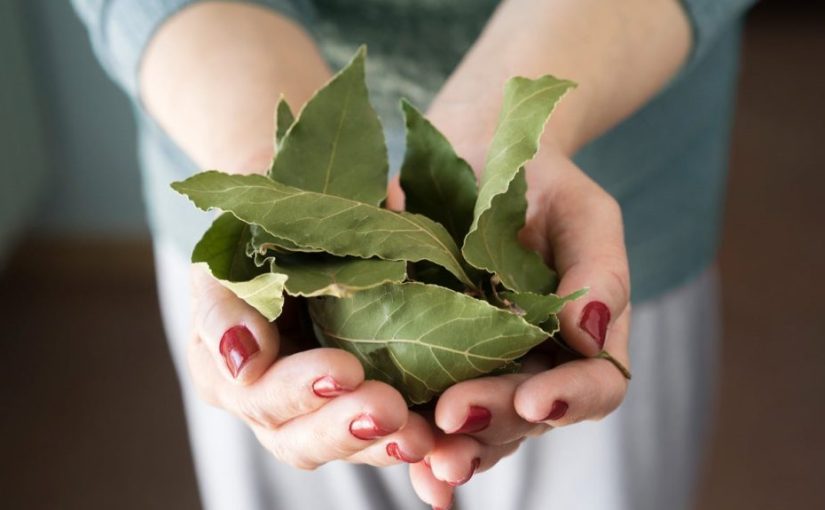 The Surprising Health Benefits of Burning Bay Leaves