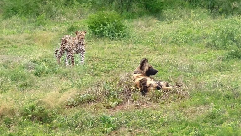 When a Leopard Refuses to Let Sleeping Wild Dogs Lie