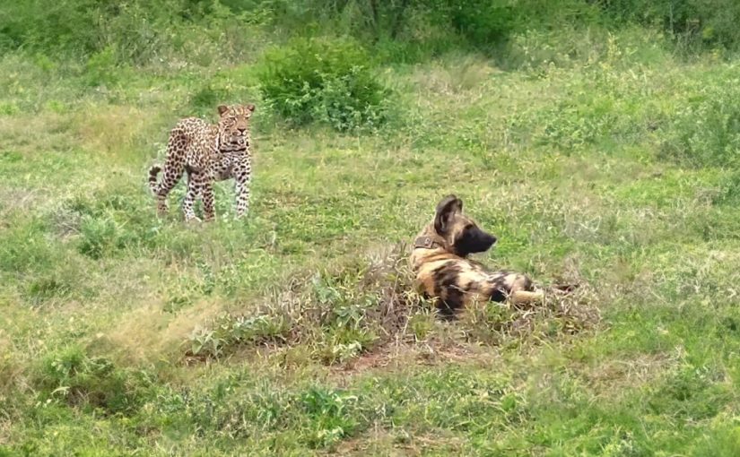 When a Leopard Refuses to Let Sleeping Wild Dogs Lie