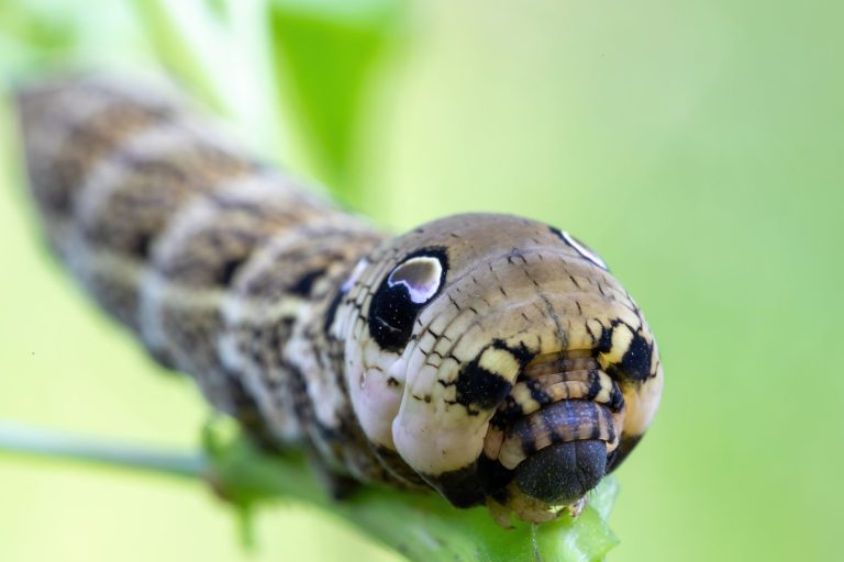 This Fake Snake Is Guaranteed to Freak You Out