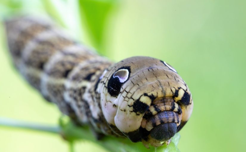 This Fake Snake Is Guaranteed to Freak You Out
