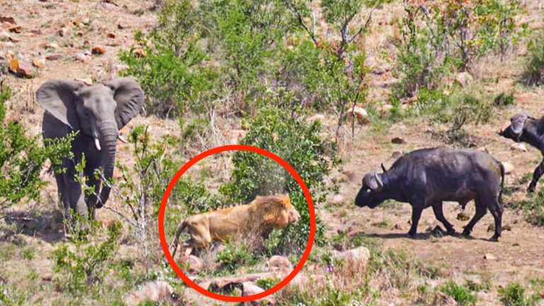 Who Won In This Epic Showdown Between Elephants, Buffaloes, and Lions?