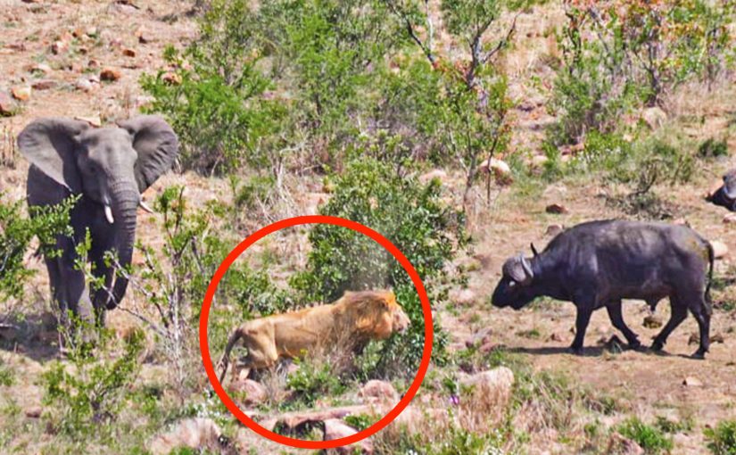 Who Won In This Epic Showdown Between Elephants, Buffaloes, and Lions?