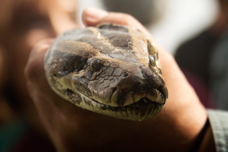 The Horrific True Story of the 12-foot Snake Who Came Through the Toilet