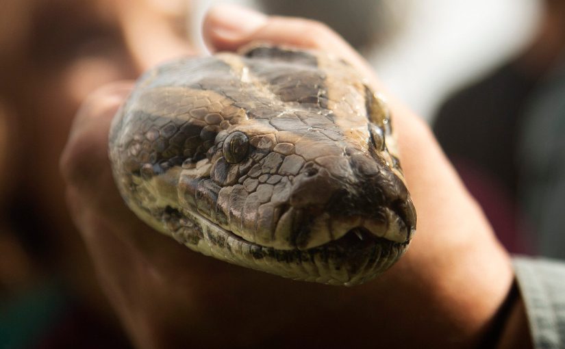 The Horrific True Story of the 12-foot Snake Who Came Through the Toilet