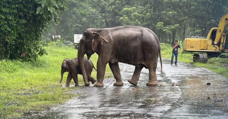 The Heartwarming Story of An Elephant and Her Baby Getting Rescued From a Manhole