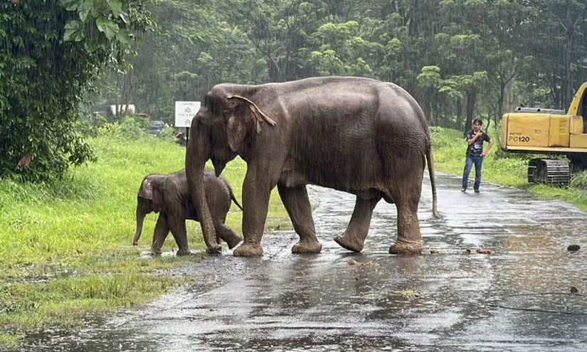 The Heartwarming Story of An Elephant and Her Baby Getting Rescued From a Manhole