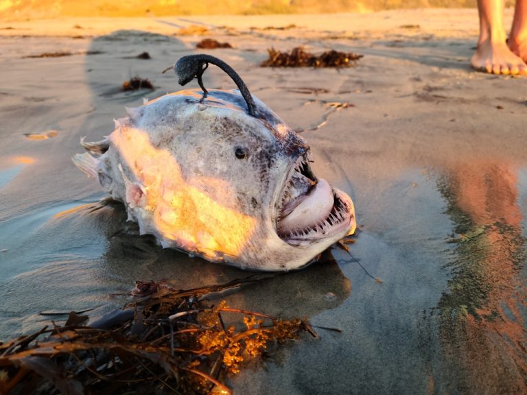 This Mystery Creature Is Like a Horror Movie Brought To Life