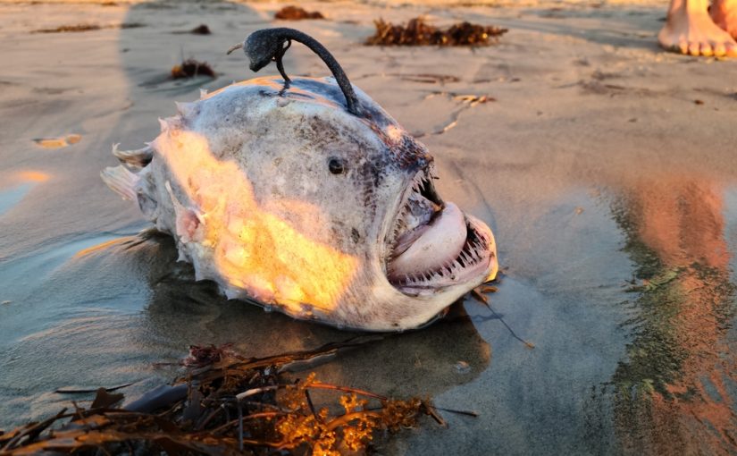 This Mystery Creature Is Like a Horror Movie Brought To Life