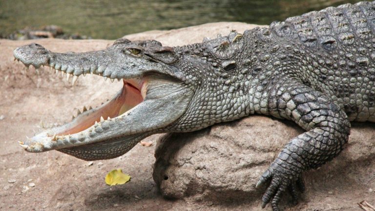 This Giant Crocodile Will Make You Scared Of the Water