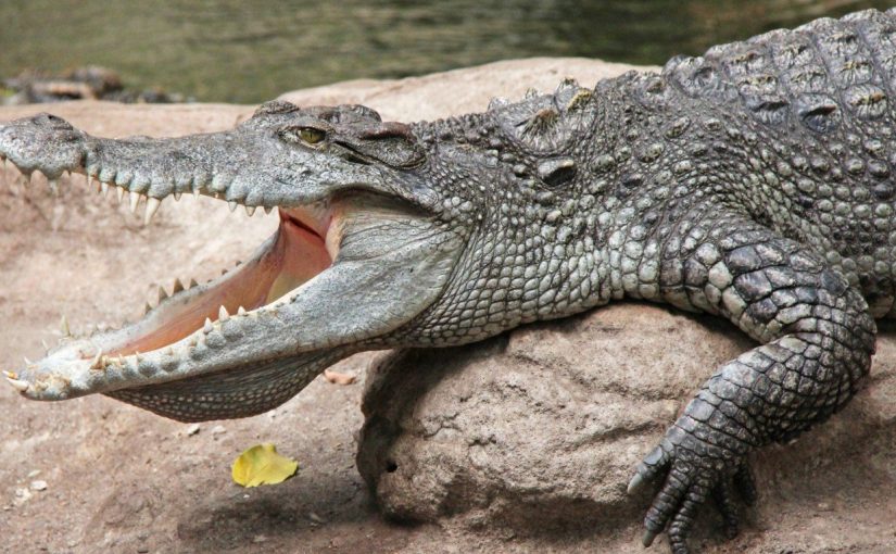 This Giant Crocodile Will Make You Scared Of the Water