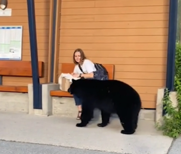 The Bear Who Led a Woman From the Bus Stop Into the Forest