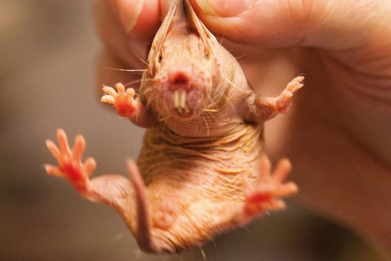 The Weirdest Animals In the World