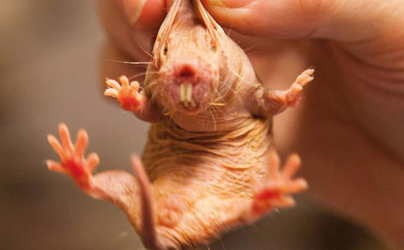 The Weirdest Animals In the World