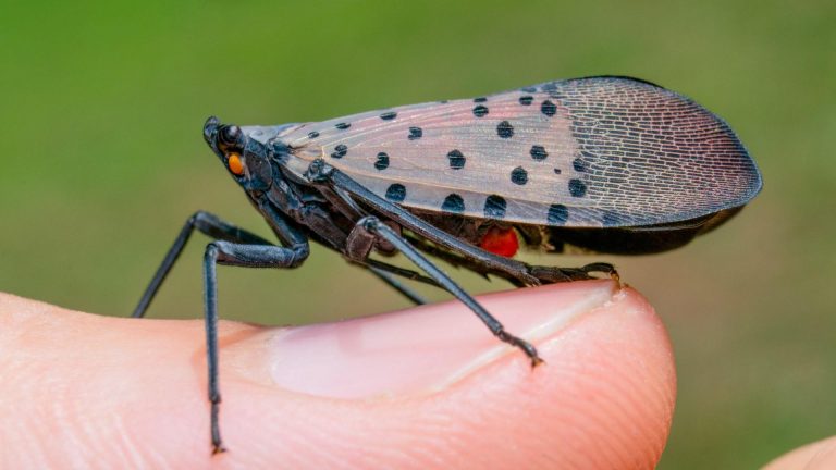The Backyard Pest You Can’t Afford To Let Live
