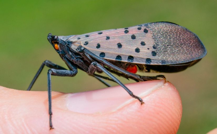 The Backyard Pest You Can’t Afford To Let Live