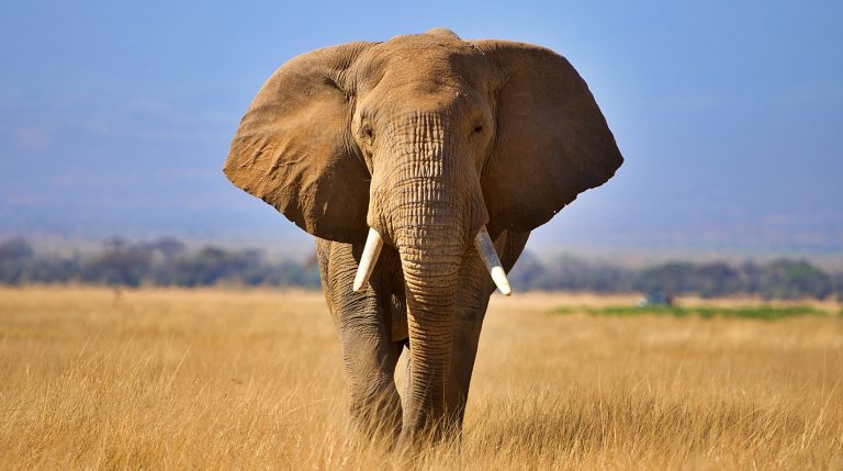 The Heartwarming Mystery of the Elephant Who Couldn’t Stop Digging