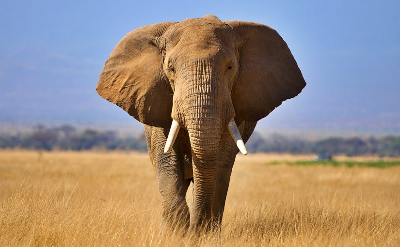 The Heartwarming Mystery of the Elephant Who Couldn’t Stop Digging