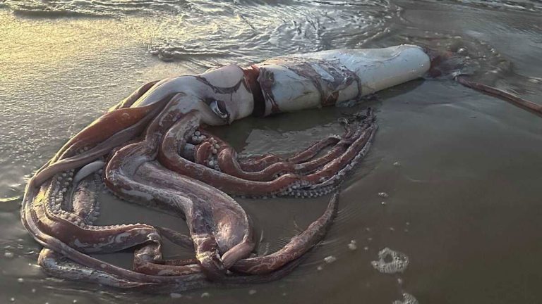 The Weirdest Sea Creatures To Ever Wash Up On the Beach