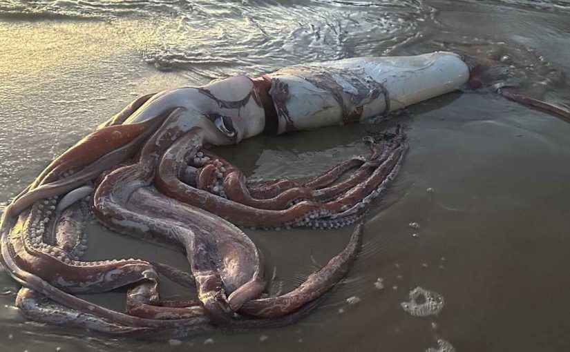 The Weirdest Sea Creatures To Ever Wash Up On the Beach