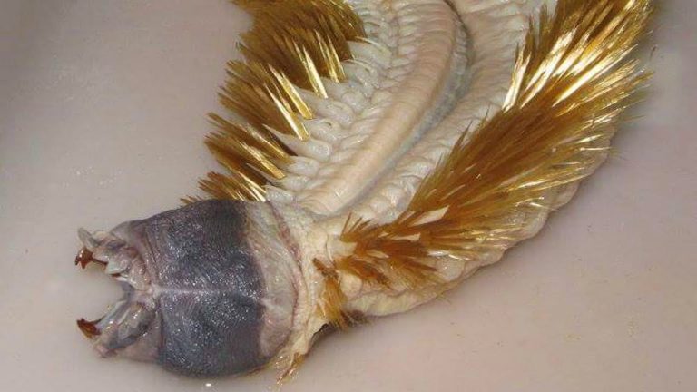 This Antarctic Worm With Teeth Is Straight Out of a Horror Movie
