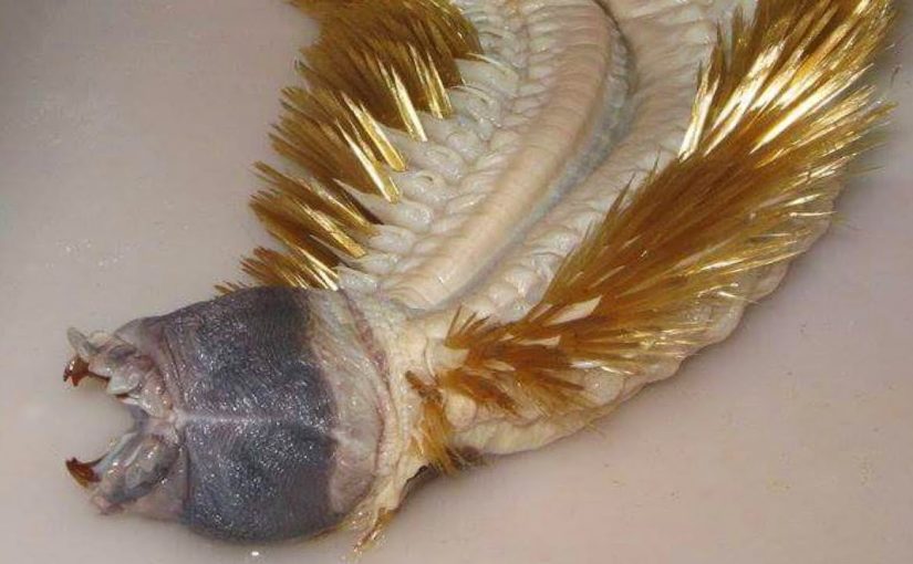 This Antarctic Worm With Teeth Is Straight Out of a Horror Movie