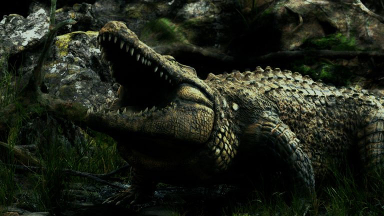 The Tragic Story of the Largest Crocodile In Captivity